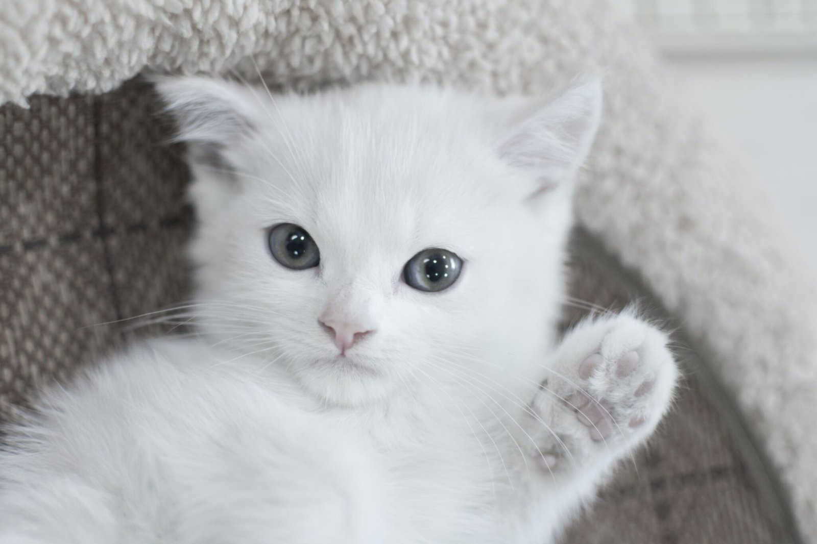 Unlocking the Magic of Bellakitty45: A Tale of Community, Creativity, and Charm